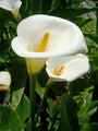 Lily of the Nile, Calla lily, Easter lily, Arum lily, Varkoor,pig's ear
